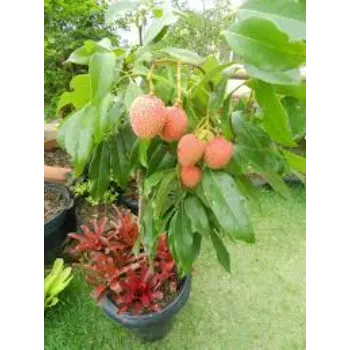 Red Litchi Plant